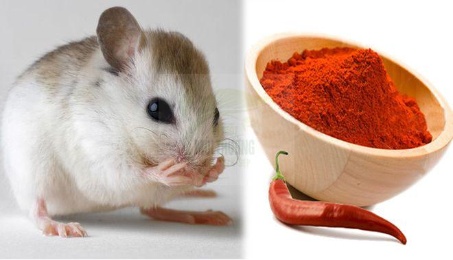 Đuổi chuột bằng bột ớt 