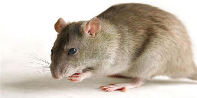 10 mẹo đuổi chuột hữu hiệu